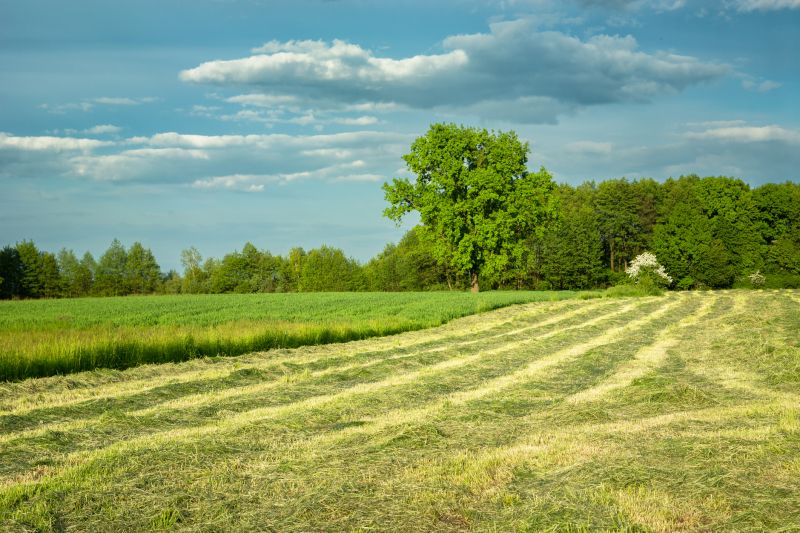 Field Clearing in Salt Lake City, UT